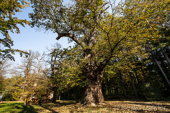 Edelkastanienhain_(c)_Nadja Meister__MG_7739