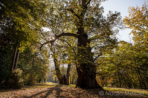 Edelkastanienhain_(c)_Nadja Meister__MG_7789