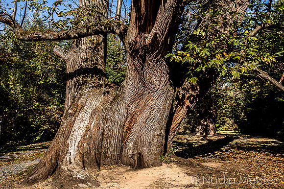 Edelkastanienhain_(c)_Nadja Meister__MG_7761