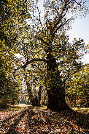 Edelkastanienhain_(c)_Nadja Meister__MG_7791