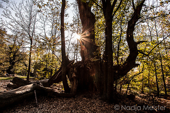 Edelkastanienhain_(c)_Nadja Meister__MG_7890