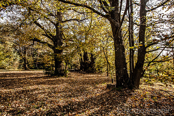 Edelkastanienhain_(c)_Nadja Meister__MG_7911