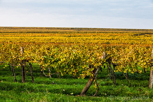 Landpartie WAGRAM_Blattgold&Blattrot_(c)_Nadja Meister_IMG_6567