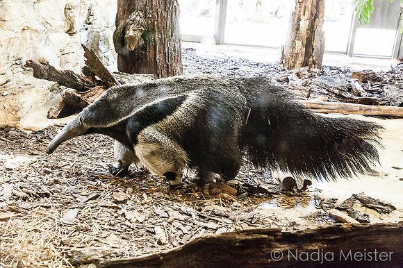 Tierpfleger_(c)_Nadja Meister_IMG_2169