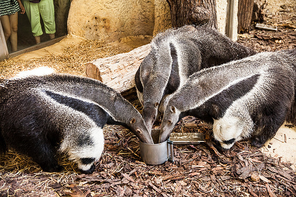 Tierpfleger_(c)_Nadja Meister_IMG_2481