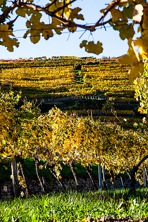 Wachau_Spitz&Umgebung_(c)_Nadja Meister_IMG_0080