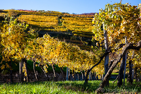 Wachau_Spitz&Umgebung_(c)_Nadja Meister_IMG_0072
