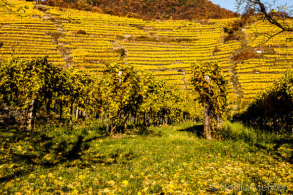 Wachau_Spitz&Umgebung_(c)_Nadja Meister_IMG_0118