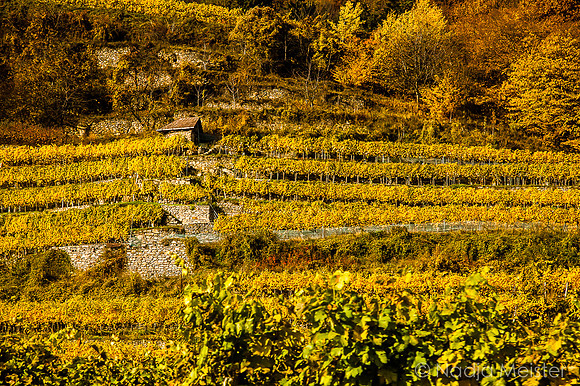 Wachau_Spitz&Umgebung_(c)_Nadja Meister_IMG_9921