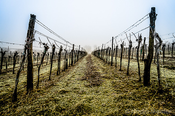 Landpartie WAGRAM & Nebel hoch und tief_(c)_Nadja Meister_DSC00319