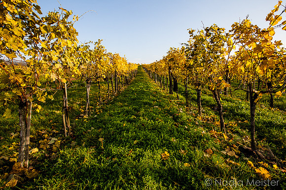 Landpartie WAGRAM_Blattgold&Blattrot_(c)_Nadja Meister_IMG_7031