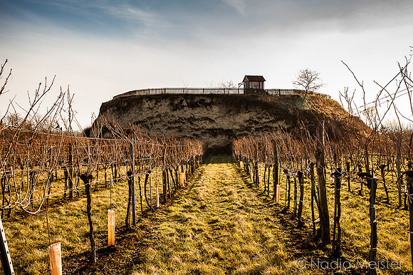 Wagram & Weinregion_(c)_Nadja Meister_IMG_9596