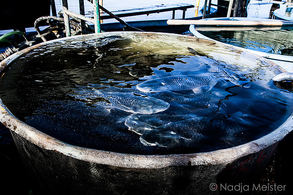 Jaroslavice_Abfischen_(c)_Nadja Meister_IMG_0089
