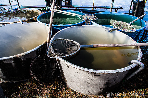 Jaroslavice_Abfischen_(c)_Nadja Meister_IMG_0102