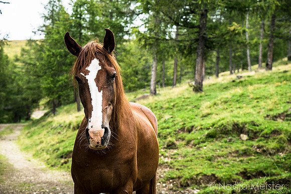 Kärnten_Nockberge_(c)_Nadja Meister_DSC00049