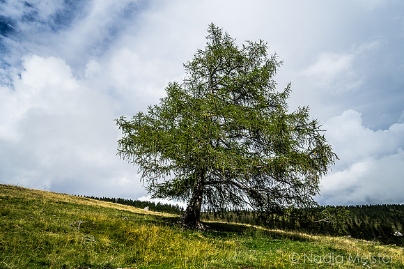 Kärnten_Nockberge_(c)_Nadja Meister_DSC00031