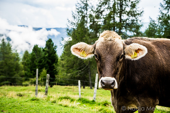 Kärnten_Nockberge_(c)_Nadja Meister_DSC00057