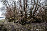 NP Park Donau Auen & Blick auf Devin_(c)_Nadja Meister_IMG_1838