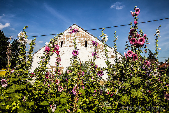 Landpartie WAGRAM_Mittelstockstall_(c)_Nadja Meister_IMG_7187