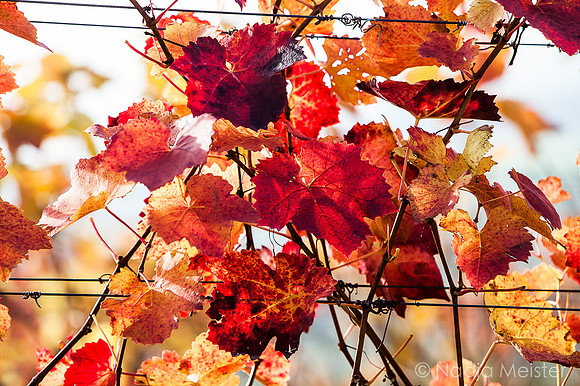 Landpartie WAGRAM_Blattgold&Blattrot_(c)_Nadja Meister_IMG_7186