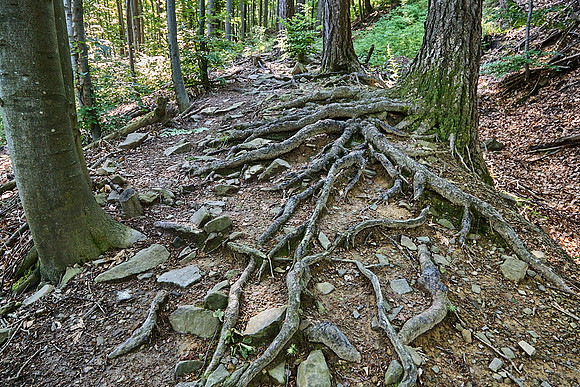 Wanderung Schöpfl_(c)_Nadja Meister_IMG_9314