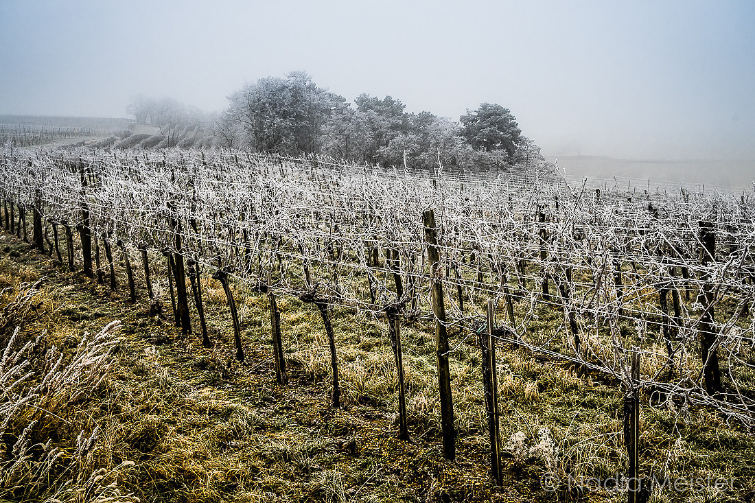 Landpartie WAGRAM & Nebel hoch und tief_(c)_Nadja Meister_DSC00337