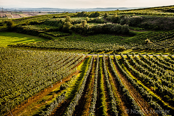 Landpartie WAGRAM & Weitblick_(c)_Nadja Meister_IMG_9478