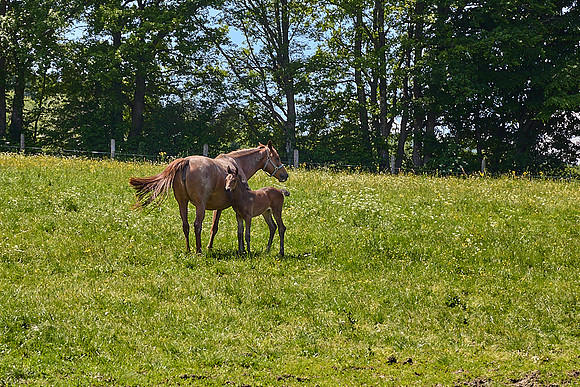 Wanderung Schöpfl_(c)_Nadja Meister_IMG_9395