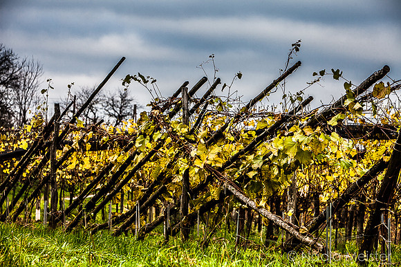 Landpartie WAGRAM_Blattgold&Blattrot_(c)_Nadja Meister_IMG_8449