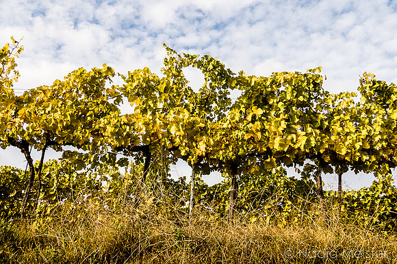 Landpartie WAGRAM_Blattgold&Blattrot_(c)_Nadja Meister_IMG_2136