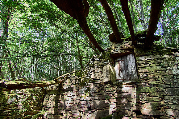 old homes in chesnut trees_(c)_Nadja Meister_IMG_0783