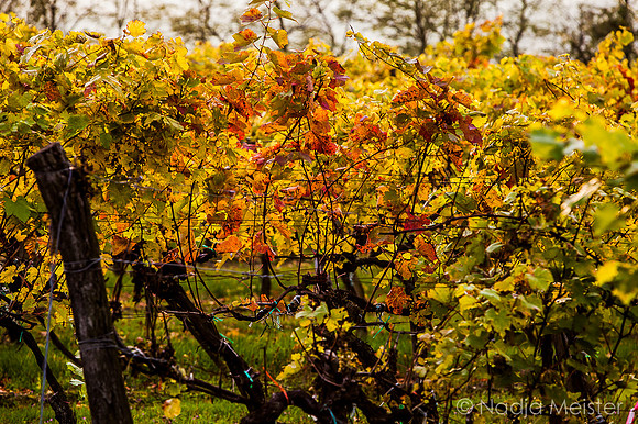 Landpartie WAGRAM_Blattgold&Blattrot_(c)_Nadja Meister_IMG_6557