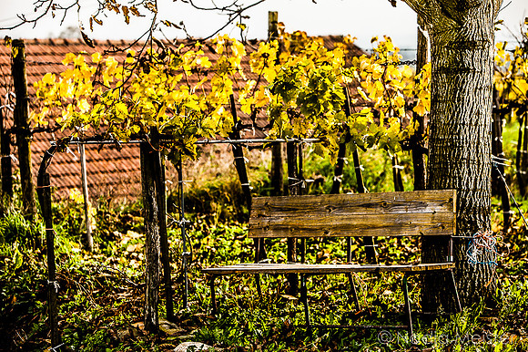 Landpartie WAGRAM_Blattgold&Blattrot_(c)_Nadja Meister_IMG_7264