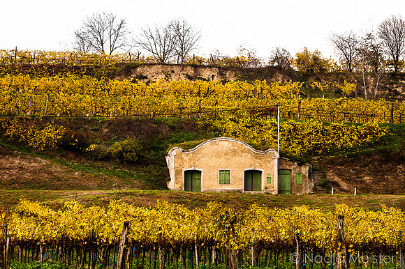 Landpartie WAGRAM_Hohlwege&Kellegasse_(c)_Nadja Meister_IMG_7286