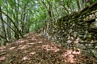 old homes in chesnut trees_(c)_Nadja Meister_IMG_0763