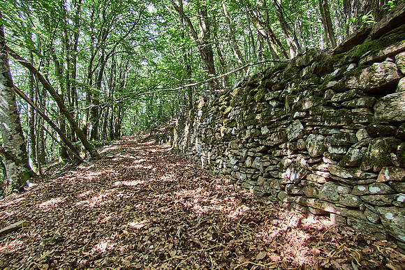 old homes in chesnut trees_(c)_Nadja Meister_IMG_0763