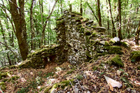 old homes in chesnut trees_(c)_Nadja Meister_IMG_0772
