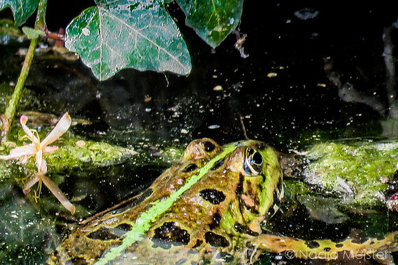 Landpartie WAGRAM_Königsbrunn am Wagram_Pfarrgarten&Kunstraum_(c)_Nadja Meister_IMG_9980