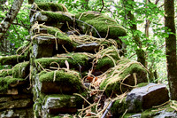 old homes in chesnut trees_(c)_Nadja Meister_IMG_0771