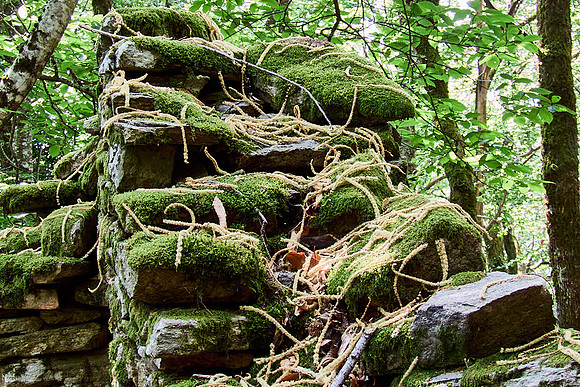 old homes in chesnut trees_(c)_Nadja Meister_IMG_0771