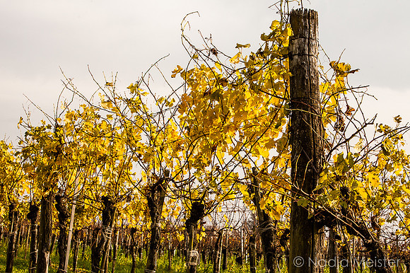 Landpartie WAGRAM_Blattgold&Blattrot_(c)_Nadja Meister_IMG_7258