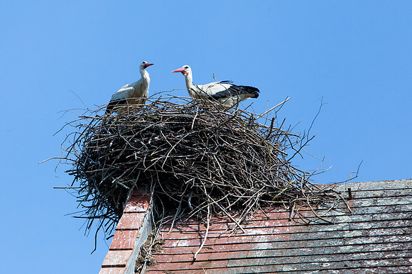 Storchenkolonie_Marchegg_(c)_Nadja Meister_IMG_7032