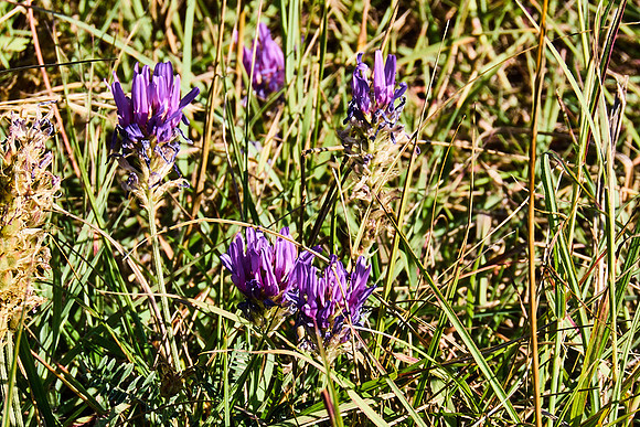 Oberweiden Sandberge_(c)_Nadja Meister_IMG_0273