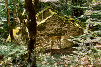 old homes in chesnut trees_(c)_Nadja Meister_IMG_0799
