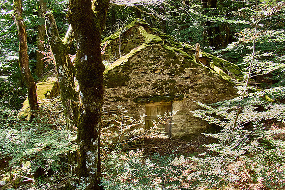 old homes in chesnut trees_(c)_Nadja Meister_IMG_0799