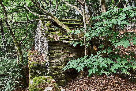 old homes in chesnut trees_(c)_Nadja Meister_IMG_0779