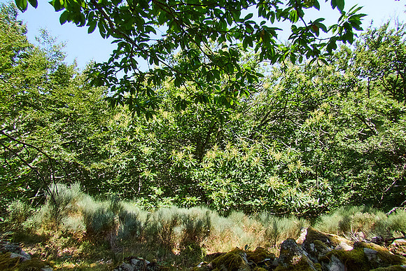 old homes in chesnut trees_(c)_Nadja Meister_IMG_0821