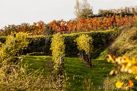 Landpartie WAGRAM_Blattgold&Blattrot_(c)_Nadja Meister_IMG_6537