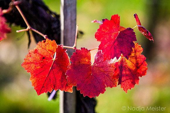 Landpartie WAGRAM_Blattgold&Blattrot_(c)_Nadja Meister_IMG_7191