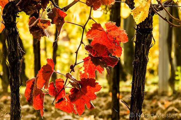 Landpartie WAGRAM_Blattgold&Blattrot_(c)_Nadja Meister_IMG_2134